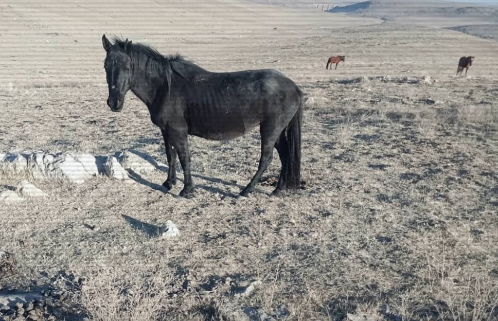 جامبىل وبلىسىندا 39 جىلقىنى ۇرلاعان ەكى قىلمىستىق توپ ۇستالدى