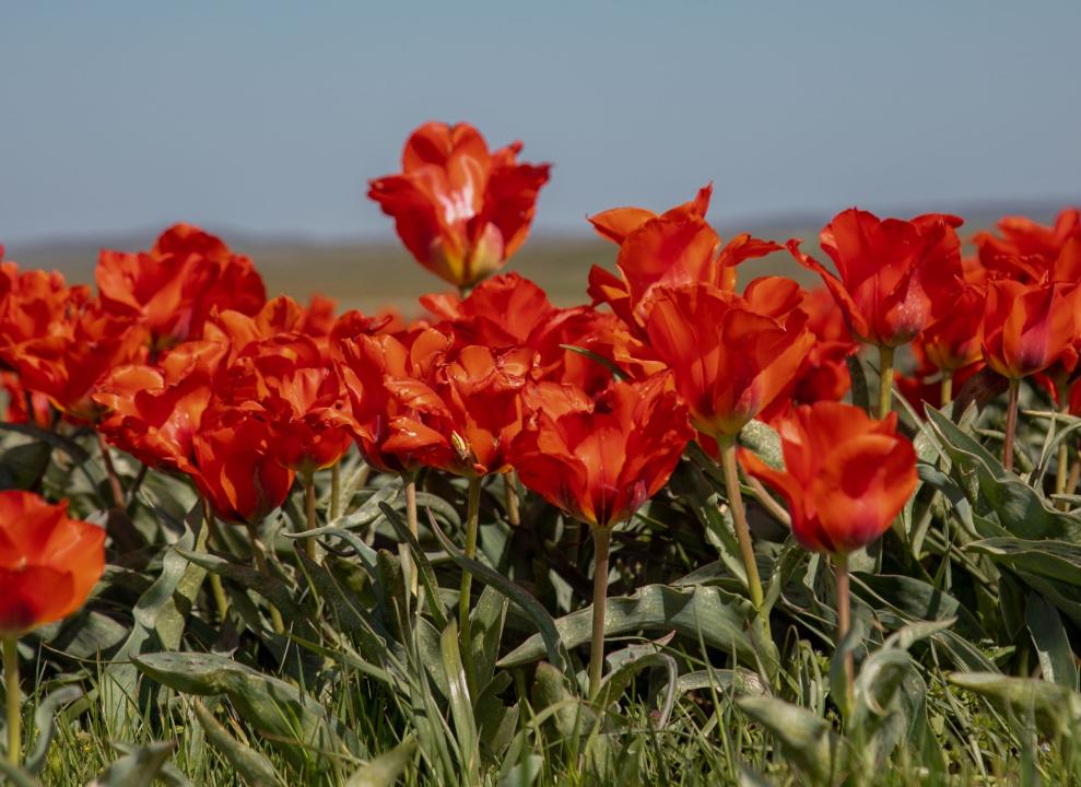 نيدەرلاند كورولدىگى جامبىل وبلىسىنا 40 مىڭ ءتۇپ قىزعالداق سىيلادى