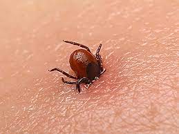 ولىمگە اكەلۋى مۇمكىن: قازاقستاننىڭ 4 وڭىرىندە اسا قاۋىپتى ۆيرۋس تارالىپ جاتىر