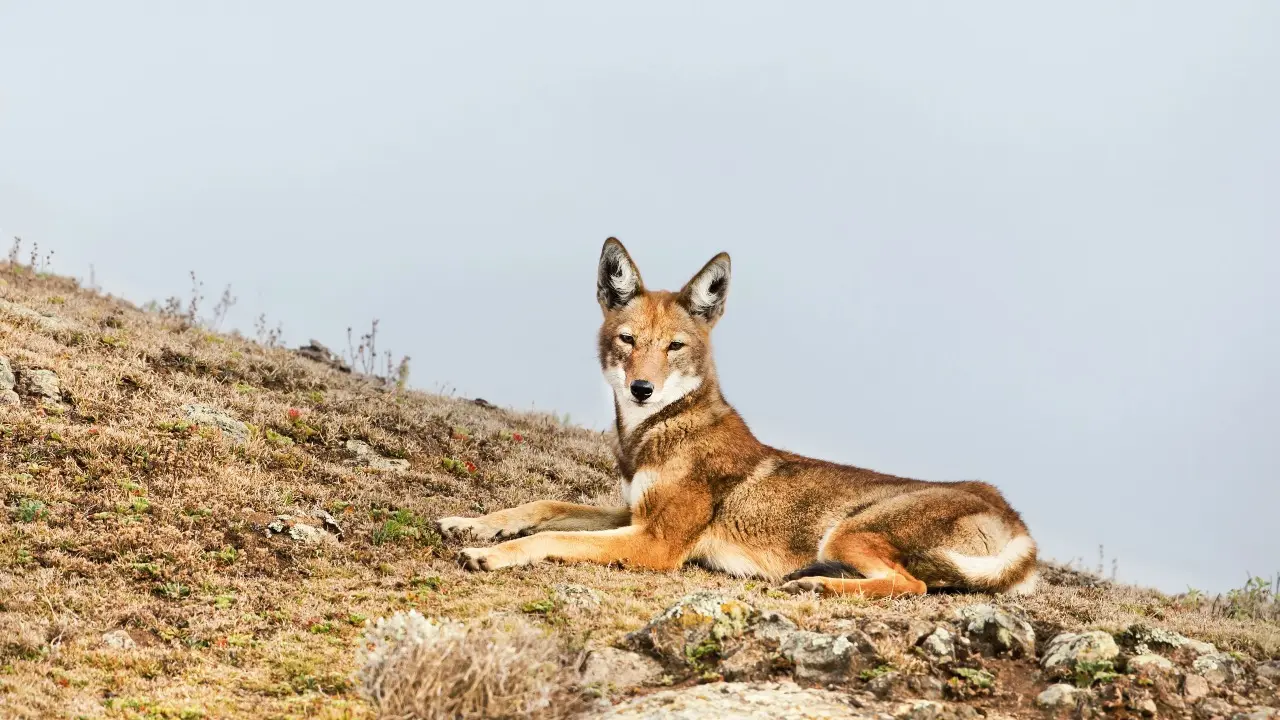 تۇركىستان وبلىسىندا ءشيبورى بالالارعا شابۋىل جاساعان