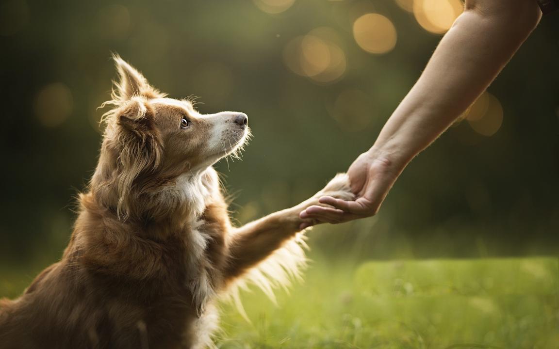 سەنات رەزونانس تۋدىرعان جانۋارلارعا قاتىستى زاڭدى ماجىلىسكە قايتاردى