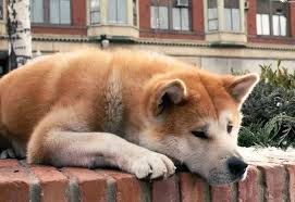 ەلىمىزدە ءۇي جانۋارىن قاراۋسىز قالدىرعاندارعا ايىپپۇل ەنگىزىلەدى