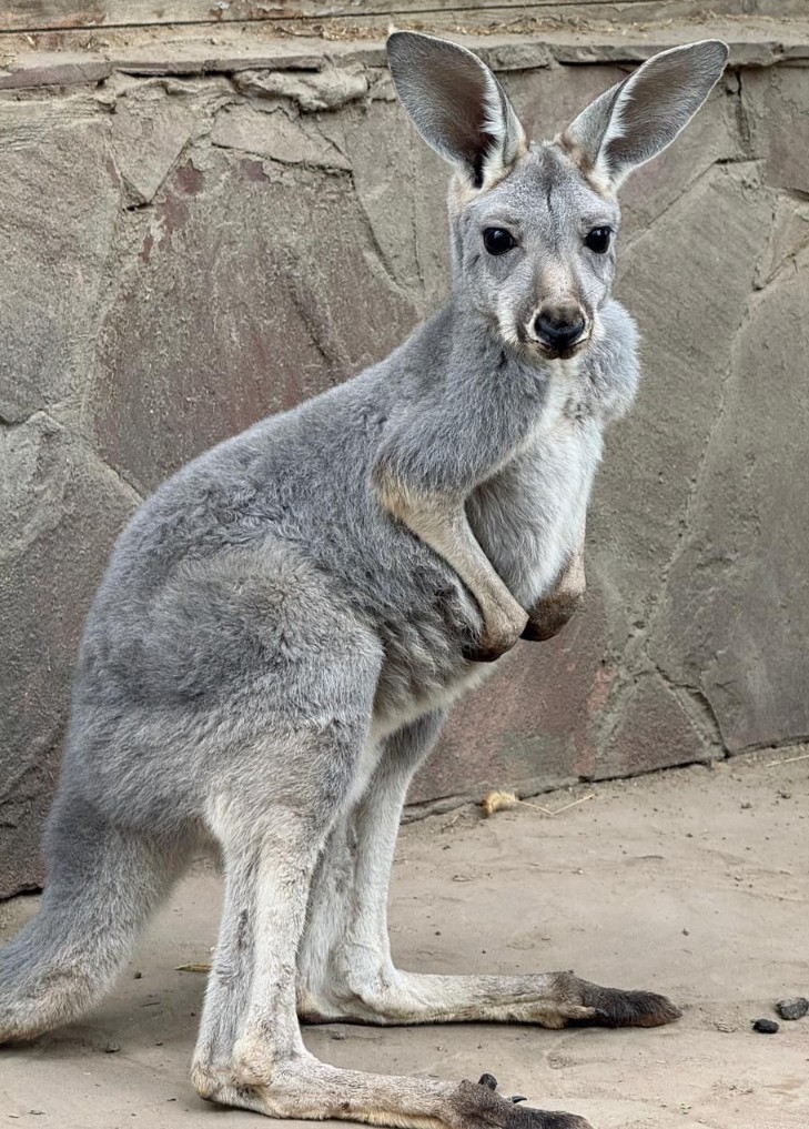 ج